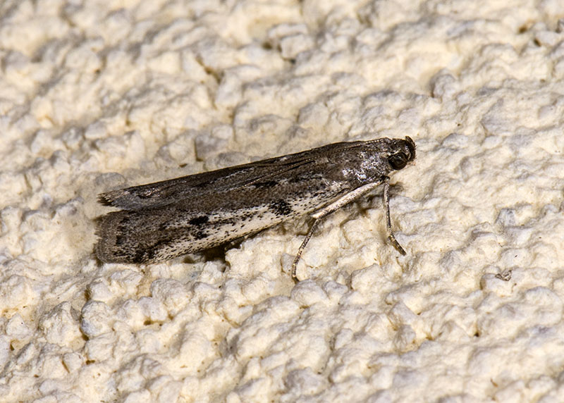 Pyralidae - Phycitodes binaevella